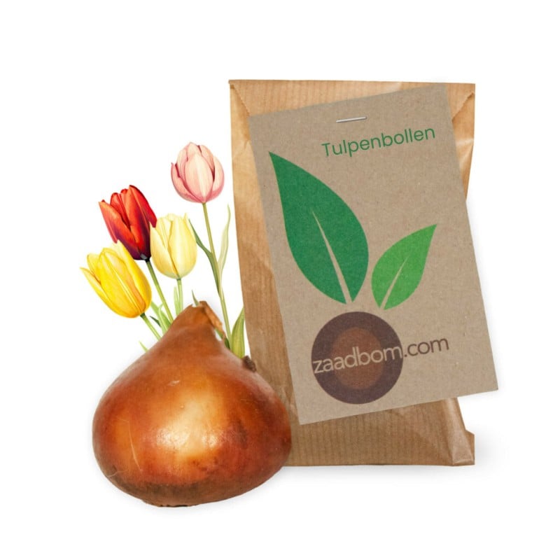 Tulpenbol
