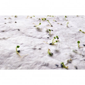 A6 zaadpapier wilde bloemen-Wit