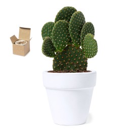 Bloempot Konte