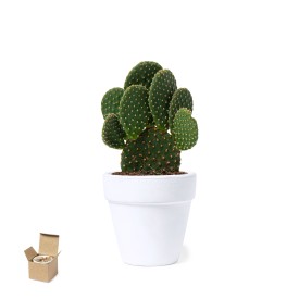 Bloempot Konte