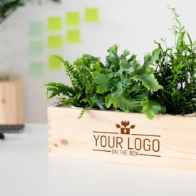 Nature out of the Box luchtzuiverende planten