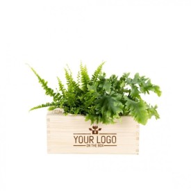 Nature out of the Box luchtzuiverende planten-Naturel
