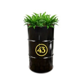 Plantenbak Black