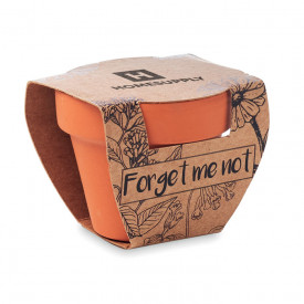 Forget meNot in terracotta pot-Hout