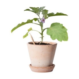 Sprout® geslepen potlood - hout - capsule met zaadjes