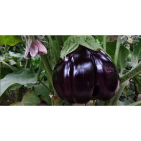 Sprout® geslepen potlood - hout - capsule met zaadjes
