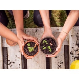 Sprout® ongeslepen potlood - hout - capsule met zaadjes