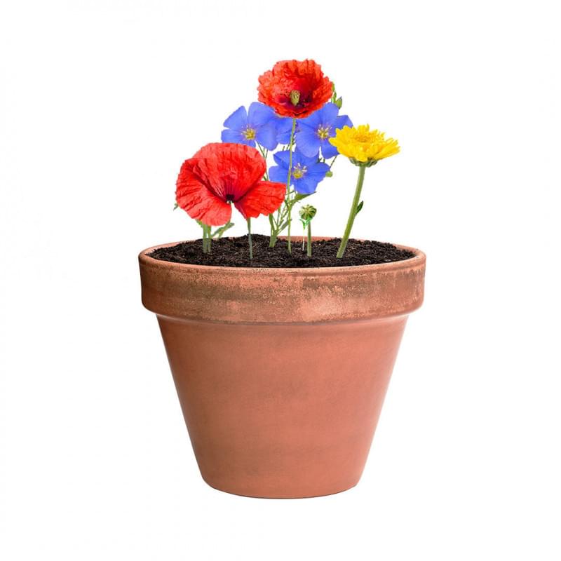 Mussox zaadbol - wilde bloemen - gerecycled kartonnen doosje - Made in Europe